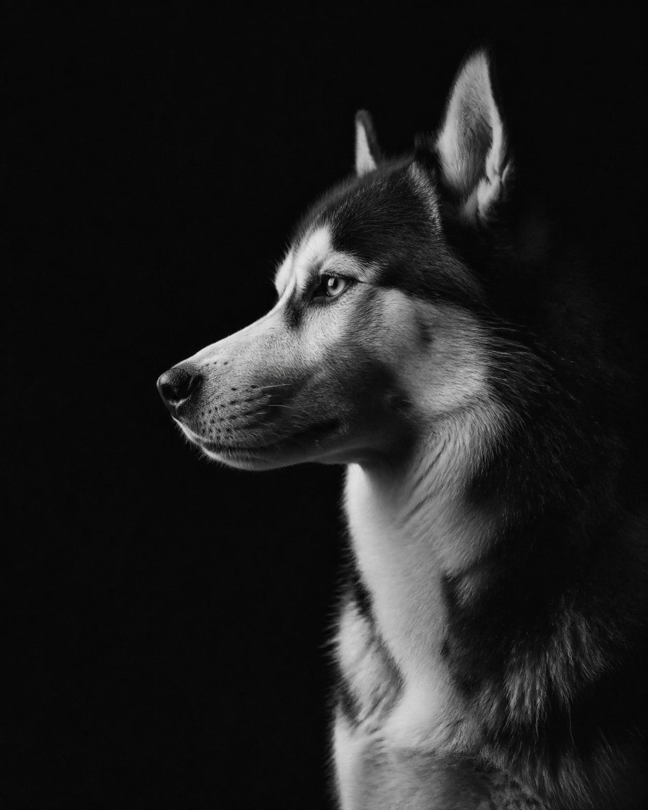 Retrato editorial de un husky en blanco y negro